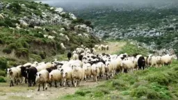 Need for designated burial sites for sheep and goat pox cases highlighted by D. Galamatis