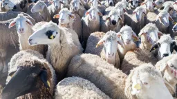 Government to intensify inspections for sheep and goat pox