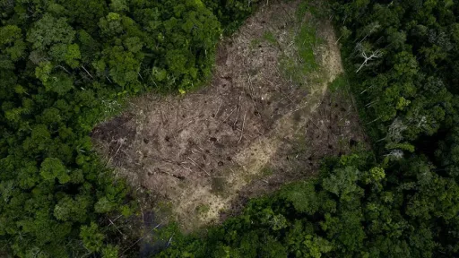 Amazon sees worst fires in 20 years, 791M tons CO₂