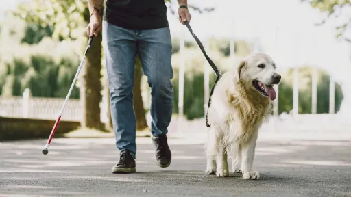 Tourism Min: Pet-friendly tourist accomodation to carry special sticker