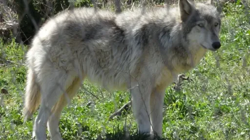 First wolf dog hybrid confirmed in Greece
