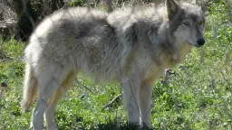 First wolf dog hybrid confirmed in Greece