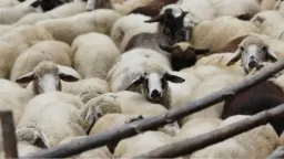 Sheep pox detected in Kilkis as outbreak enters 14th month