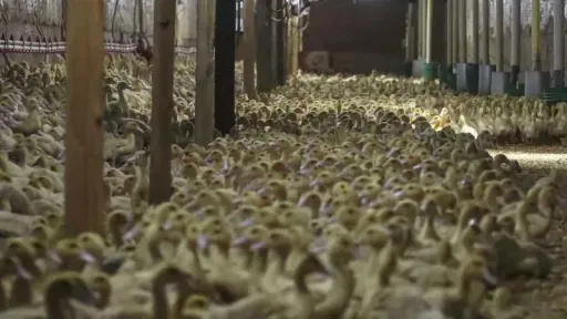 Germany battles bird flu: 400,000 poultry culled