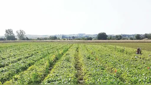 Greek Deputy Minister responds to Tobacco Producers’ concerns in Rhodope