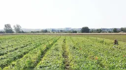 Greek Deputy Minister responds to Tobacco Producers’ concerns in Rhodope