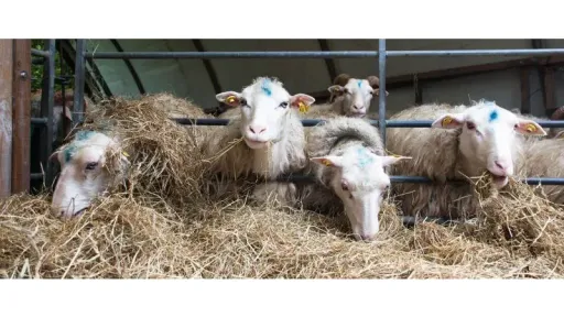 Livestock farmers request exemption from water fees from the Municipality of İnhanlı