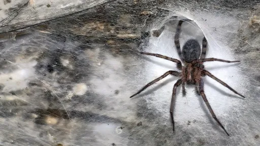 “World’s largest spider web” discovered on the Greece–Albania border