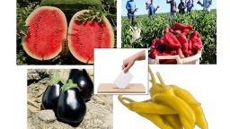 Thrace Agricultural Cooperative General Assembly to be held on November 16