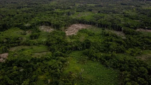 World losing 10 million hectares of tropical forest each year, UN warns