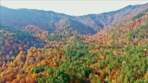 EU consumption destroyed 100 trees per minute, says WWF