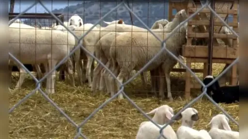 Livestock farmers in İskeçe threaten to leave Greece amid lack of state support