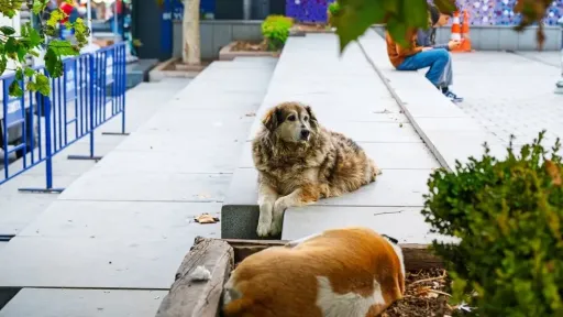 Istanbul bans feeding of street dogs to protect public health