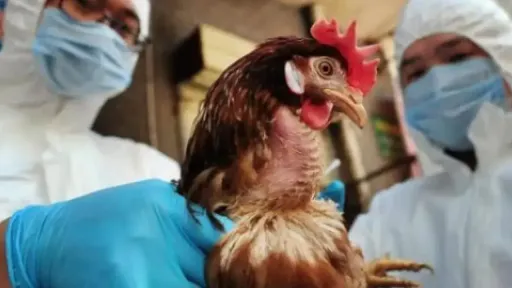 Belgium faces surge in H5 avian influenza across poultry farms
