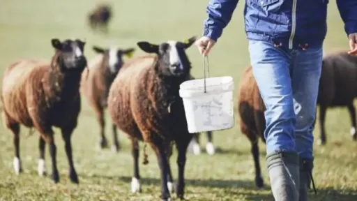 Greece unveils €56 million aid package for farmers hit by sheep pox