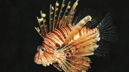 Invasive lionfish’s high reproductive capacity threatens Mediterranean ecosystem