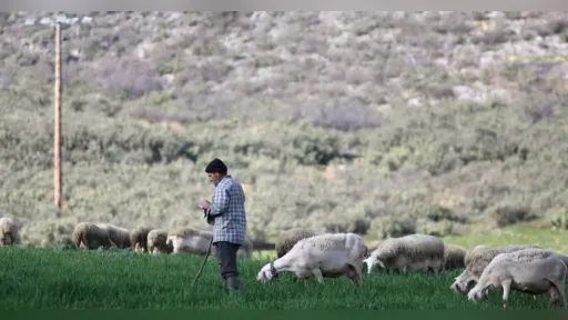 Pieria: Livestock farmer takes his own life after 1,000 animals culled due to sheep pox