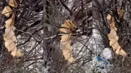 Kosovo Islamic Community condemns Quran burning in Gjakova