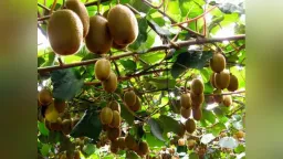Vietnam market opens to Greek Kiwi exports starting March 1, 2026