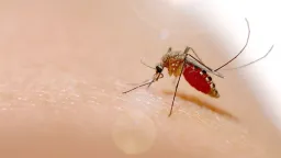 Chikungunya risk in Europe rises as virus found to spread at lower temperatures