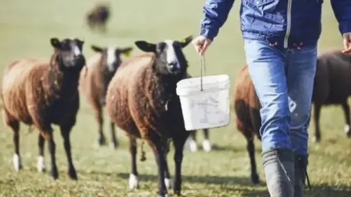 Sheep pox alarm in Western Thrace: New cases reported in İskeçe and Gümülcine