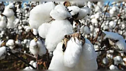 Greece leads EU cotton production with 80% share, but remains minor global player