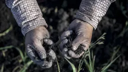 Ancient DNA: Study shows 70–100% ancestry turnover in most of Europe from Anatolian farmers