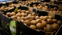 Kiwis expand global reach, production doubles in a decade