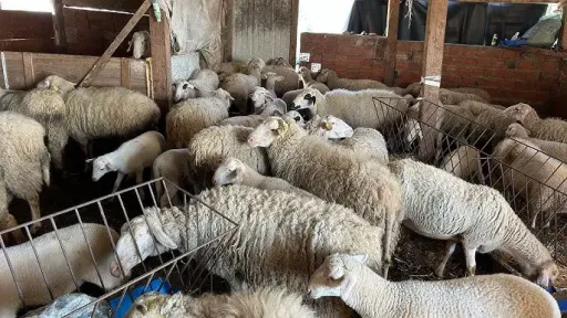 Greece extends livestock movement ban in sheep pox zones until June