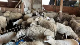 Greece extends livestock movement ban in sheep pox zones until June