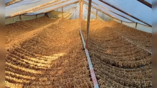 Tobacco farmers say their labor is being undermined by price cuts