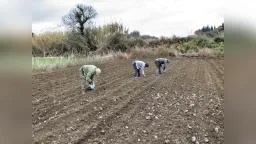 Fertilizer prices surge amid Iran conflict, raising fears of global food shortages