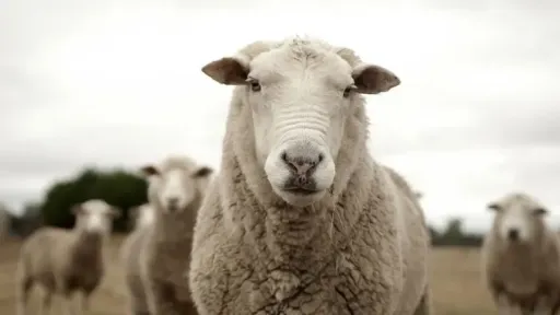 Sheep and goat pox: 481,359 animals culled, ten new cases reported in four regional units