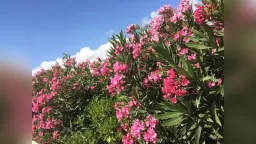 Greek schools warned over toxic oleander plants in schoolyards