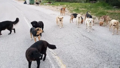 German tourist attacked by stray dogs in northern Greece; deputy mayor arrested
