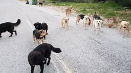 German tourist attacked by stray dogs in northern Greece; deputy mayor arrested