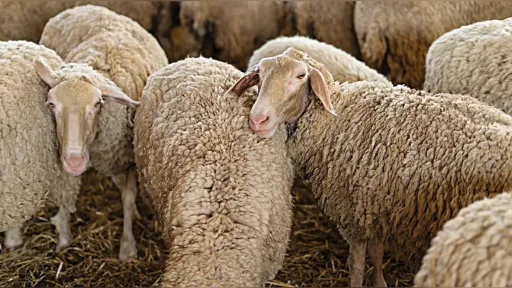 Greek Opposition accuses Government of mismanaging livestock disease crisis