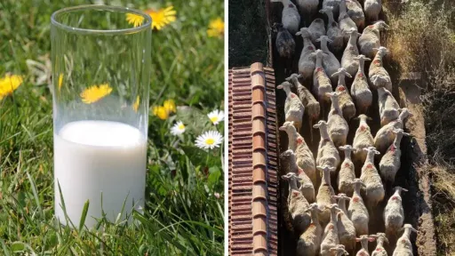 Milk purchases halted on Lesvos following foot-and-mouth disease outbreak