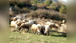 Greece on alert ahead of Easter over livestock diseases and supply risks