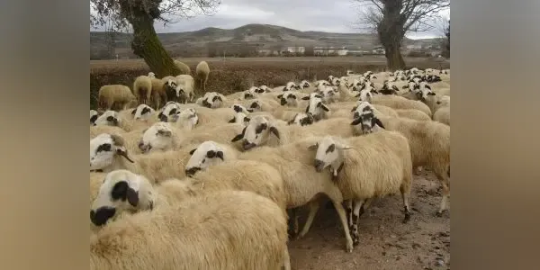 Greece expands compensation coverage for livestock disease prevention ...