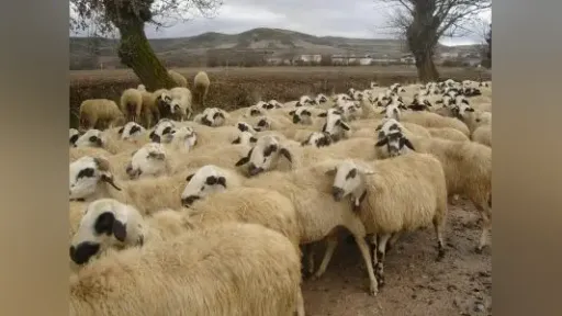 Greece expands compensation coverage for livestock disease prevention nationwide