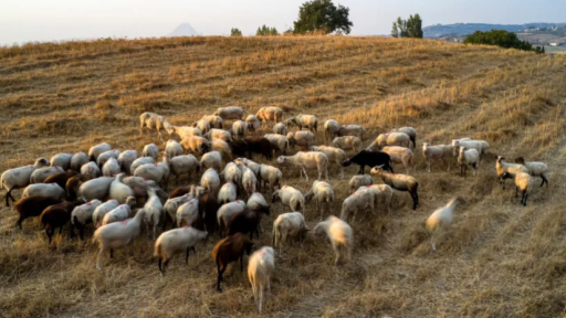 Greece maintains strict measures against sheep and goat pox ahead of Easter, no new cases in İskeçe