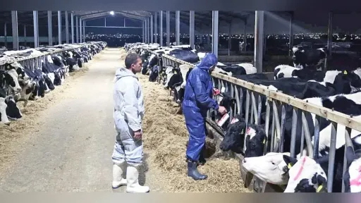 Foot-and-mouth disease case confirmed in Türkiye near border, raising larm in Northern Greece