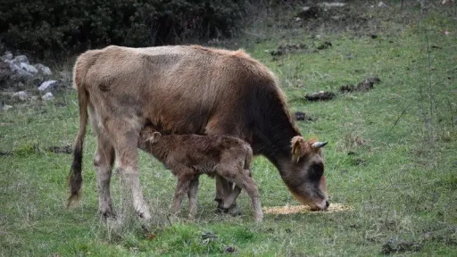 Greece on alert after foot-and-mouth disease case near Turkish border