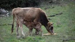 Greece on alert after foot-and-mouth disease case near Turkish border