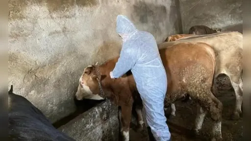 Foot-and-mouth disease claims in Meriç denied by Agricultural Union