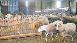 Livestock farmers in Eastern Macedonia–Thrace slam “Insufficient Aid” in letter to Government