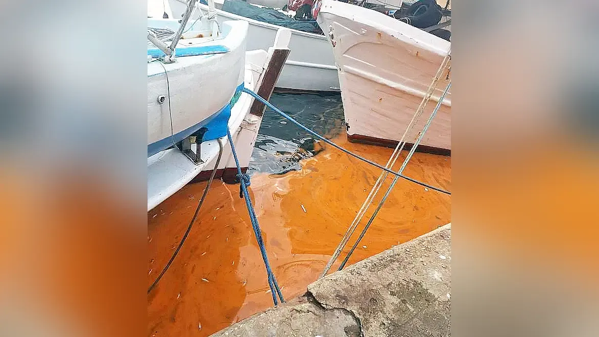 Red tide phenomenon observed in Kavala Gulf linked to non-toxic plankton bloom