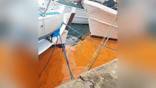 Red tide phenomenon observed in Kavala Gulf linked to non-toxic plankton bloom