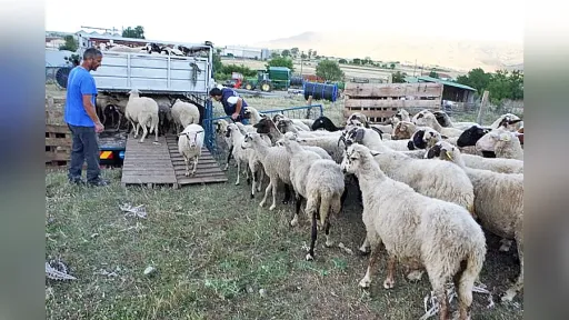 Greece to continue livestock culling amid foot-and-mouth disease fears